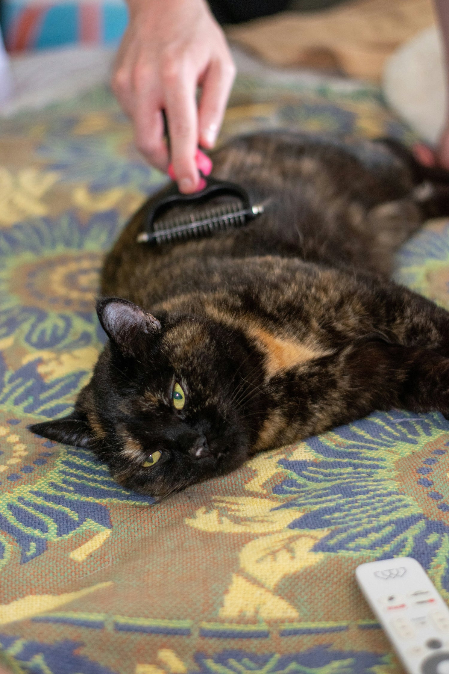 Grooming & Care